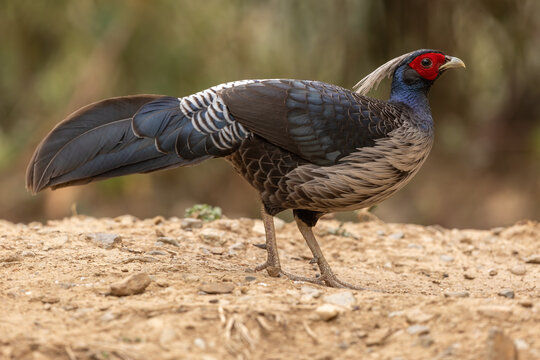 Kalij pheasant foraging in the himalayan forest