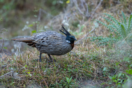 Koklass pheasant (male) foraging on a Himalayan hill