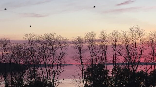 Birds at Sunrise Over Pink Sky and Ocean