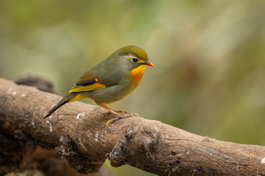 Red-billed leiothrix perched on a trunk in a Himalayan forest