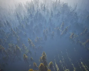 Dense fir tree forest in fog. Aerial shot. 3D render. © ysbrandcosijn