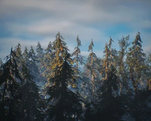 The tops of fir trees in a dense forest in fog under a sky with clouds. 3D render. © ysbrandcosijn