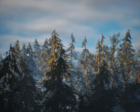 The tops of fir trees in a dense forest in fog under a sky with clouds. 3D render.