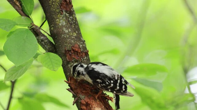 Pic mineur sur une branche, Qu&eacute;bec, Canada	