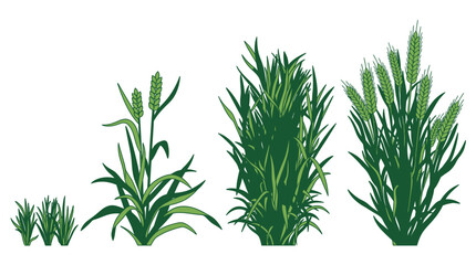 Fototapeta premium Ilustración vectorial que muestra las etapas de crecimiento del trigo, desde brotes jóvenes hasta plantas maduras con espigas verdes sobre un fondo blanco aislado.