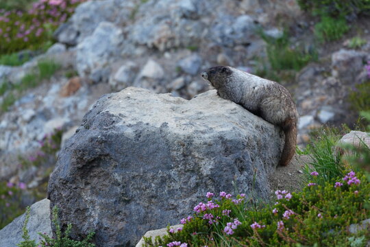 Hoary Marmot Resting on Alpine Boulder Amid Summer Wildflowers