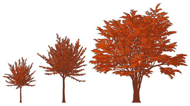Tre alberi di diverse dimensioni in stile illustrazione grafica con foglie color ruggine su sfondo bianco, rappresentanti le fasi di crescita e lo sviluppo della natura.