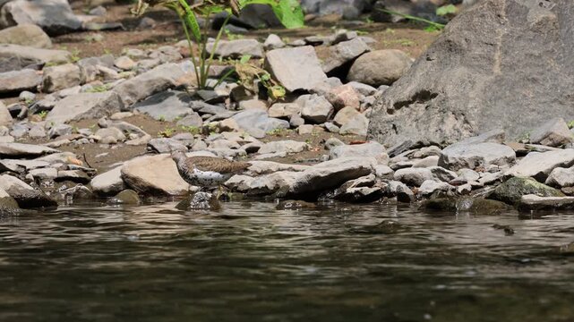 chevalier grivel&eacute;, Actitis macularia, sur le bord d'une rivi&egrave;re