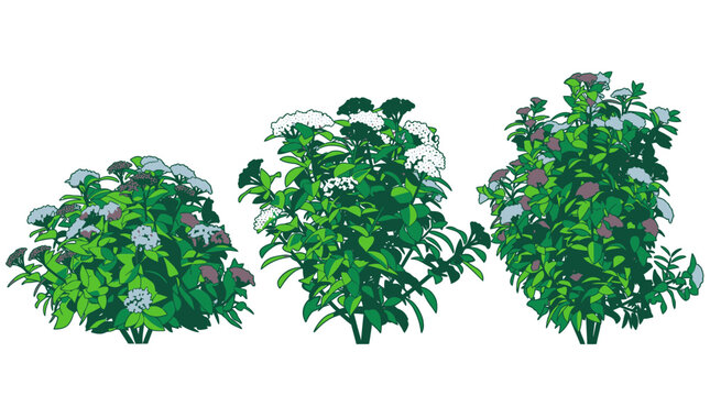 Conjunto de tres ilustraciones vectoriales de arbustos verdes con flores blancas y p&uacute;rpuras, dise&ntilde;adas con un estilo art&iacute;stico plano sobre un fondo blanco aislado para dise&ntilde;o gr&aacute;fico.