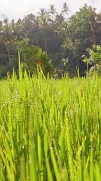 Vertical video. Low Angle View Across Fresh Rice Plants With Morning Dew in Tegallalang Rice Terrace Bali, Sunlit Tropical Landscape, Agricultural Heritage And Natural Beauty