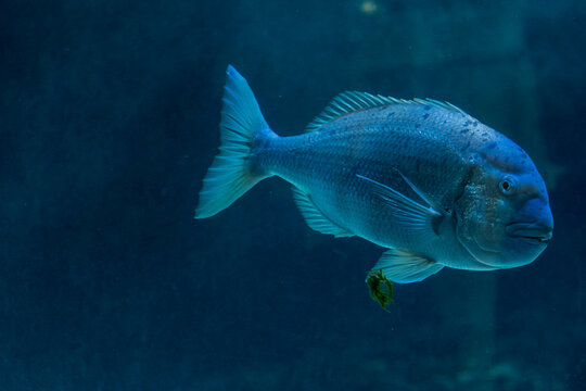 Large Sea Bream