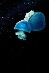 Glowing Jellyfish © Bonjour_raw