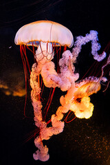 Glowing Jellyfish © Bonjour_raw