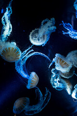 Glowing Jellyfish © Bonjour_raw
