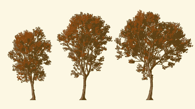 Conjunto de tres &aacute;rboles de color marr&oacute;n oto&ntilde;al con follaje denso y troncos detallados aislados sobre un fondo de color crema claro para dise&ntilde;o gr&aacute;fico y composici&oacute;n digital.