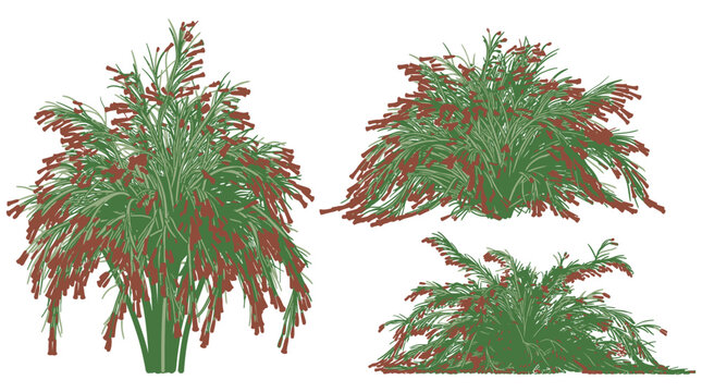 Set di tre illustrazioni vettoriali di cespugli ornamentali con foglie verdi e fiori rossi a grappolo, isolati su sfondo bianco per progetti di giardinaggio e design paesaggistico.