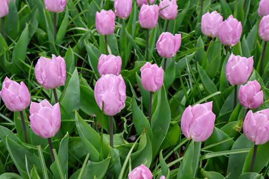 Frische rosa Tulpenbl&uuml;ten im gr&uuml;nen Gras am sonnigen Fr&uuml;hlingstag    ,field of pink tulips