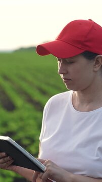 Agriculture, Female portrait in farming field, Green sprouts at dusk, Woman analyzing crops on tablet, Farm technology expert, Happy rural worker, Smiling farmer at sunset, Tech-savvy woman in agri