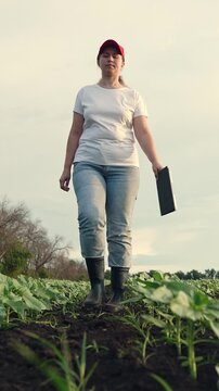 Agriculture, Farm photo with young woman, Modern agriculture scenery, Agricultural innovation visualized, Woman as future of farming, Green field technology usage, Woman walks for crop supervision