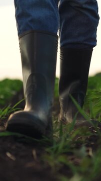 Agriculture, Focus on the soil and boots in agriculture, Crops grow robust and healthy, Simple joys of rural work, Plants thrive in good earth, Sunlight lights up leafy rows, Each step tends to food