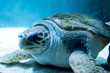 Green Sea Turtle Swimming Underwater in Blue Aquarium © Bonjour_raw