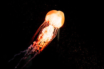 Glowing Jellyfish Floating © Bonjour_raw