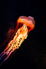 Glowing Jellyfish Floating © Bonjour_raw