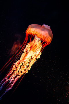 Glowing Jellyfish Floating