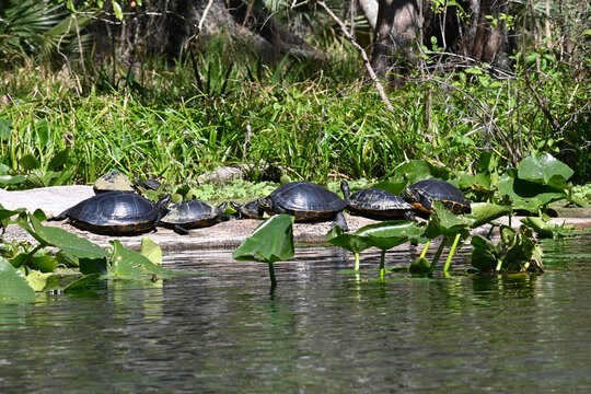 A log along the river gives a family of turtles a place to bask in the sun together. 