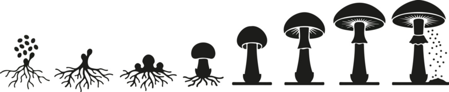 Mushroom fungal spore growth and reproduction cycle vector silhouette diagram
