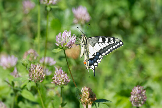 Old World Swallowtail or common yellow swallowtail (Papilio machaon) sitting on pink flower in Zurich, Switzerland