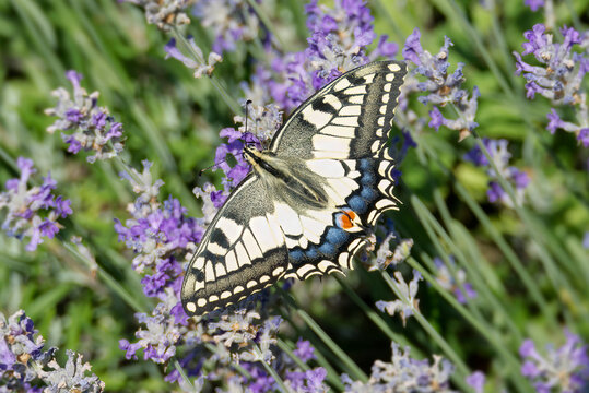 Old World Swallowtail or common yellow swallowtail (Papilio machaon) sitting on lavender in Zurich, Switzerland
