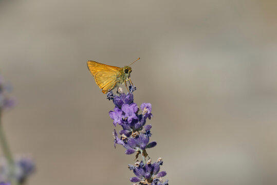 Large Skipper butterfly (Ochlodes sylvanus) perched on lavender plant in Zurich, Switzerland
