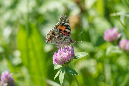 Painted Lady (Vanessa Cardui) Butterfly perched on pink flower in Zurich, Switzerland