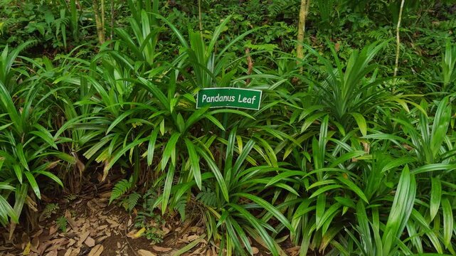 Pandanus Leaf Plantation Growing in Tropical Garden, Aromatic Culinary Plant Cultivated for Traditional Cooking And Natural Flavoring