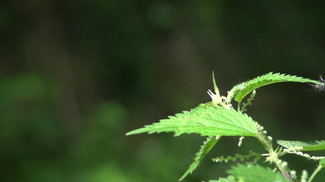 Libellule s'envole en Slow Motion