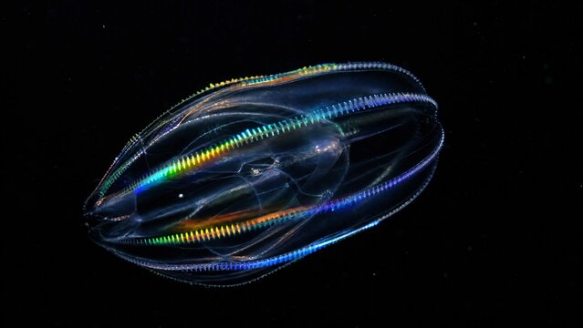 Comb jelly refracting rainbow light along its cilia in the deep sea