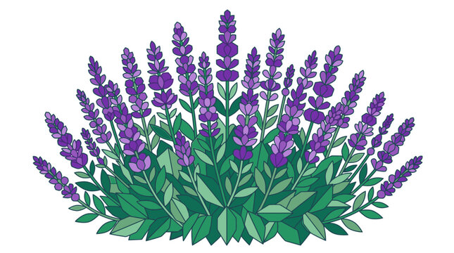 Eine flache, stilisierte Vektorillustration eines Lavendelbusches mit violetten Bl&uuml;ten&auml;hren und gr&uuml;nen Bl&auml;ttern, isoliert auf einem rein wei&szlig;en Hintergrund f&uuml;r grafische Designs.