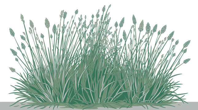 Eine detaillierte Illustration eines gr&uuml;nen Grasb&uuml;schels mit aufrechten Halmen und Bl&uuml;ten&auml;hren, isoliert vor einem wei&szlig;en Hintergrund f&uuml;r botanische Designs.