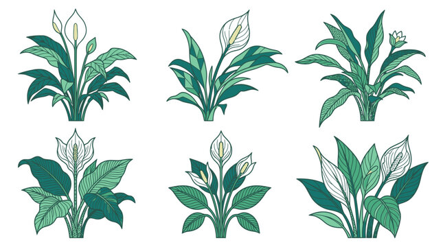 Eine Sammlung von sechs verschiedenen Einblatt-Zimmerpflanzen mit gr&uuml;nen Bl&auml;ttern und wei&szlig;en Bl&uuml;ten in einem eleganten, handgezeichneten Illustrationsstil auf wei&szlig;em Hintergrund.