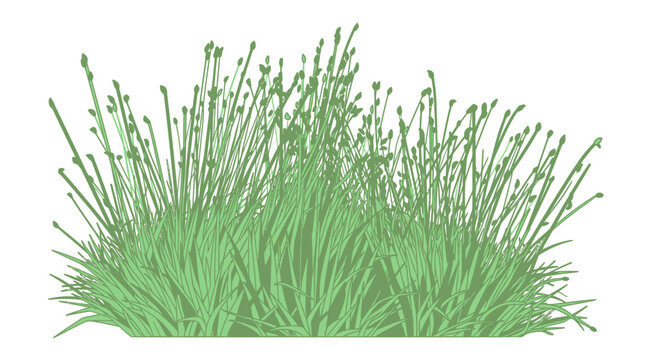 Ein isoliertes B&uuml;schel aus gr&uuml;nem Gras mit feinen Halmen und kleinen Knospen, dargestellt als grafische Illustration auf einem rein wei&szlig;en Hintergrund f&uuml;r Designprojekte.