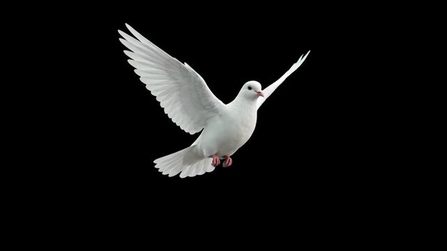 High-contrast 3D model of a majestic white dove flying with wide wings, isolated against a solid pitch-black background. Ideal for dramatic cinematic reveals, spiritual video overlays, wedding video i