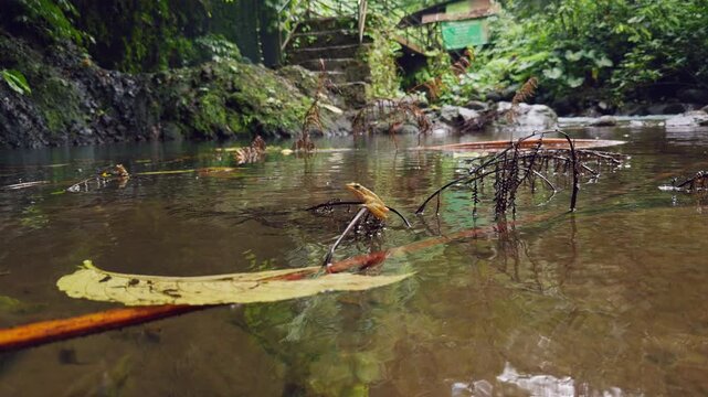 Slow Motion Close Up of Frog Resting Above Clear Rainforest Stream Surrounded by Tropical Vegetation, Wildlife and Biodiversity