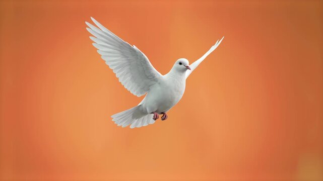 A graceful white dove soaring with outstretched wings, set against a warm, vibrant studio orange backdrop. Excellent for inspirational commercial promos, sunset wildlife visuals, spiritual media, wedd