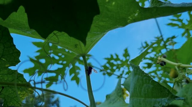 Small black bee resting on green leaf plant stem insect nature wildlife pollinator macro
