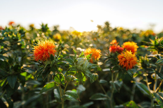 Safflower Field Growing for Natural Dye Production in Agribusiness
