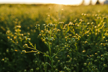 Obraz premium Flax Field at Sunset with Blooming Flax Plants in Focus