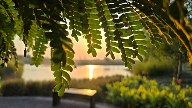 Soga tree leaves resembling ferns, captured in a stunning close up under the golden afternoon sunbeams.