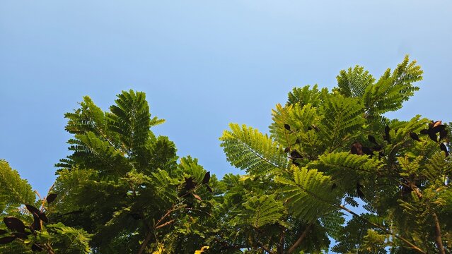 Soga tree showcasing its beautiful bipinnate compound leaves that resemble ferns or bitter beans.