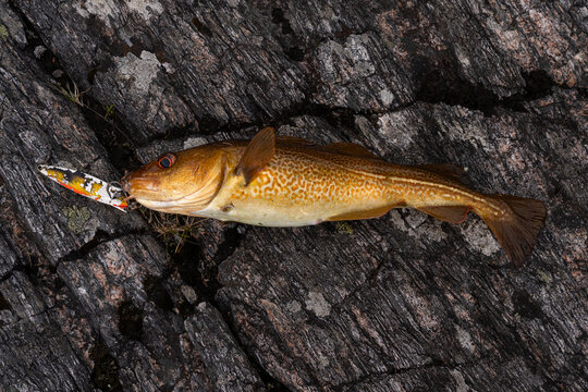 Freshly caught Atlantic cod near the Atlantic Ocean Road in Norway

Freshly caught Atlantic cod with a fishing lure in its mouth, lying on coastal rocks near the Atlantic Ocean Road in M&oslash;re og Romsdal
